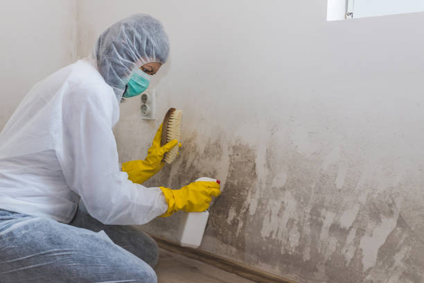 Best Mold Testing  in Gray, LA