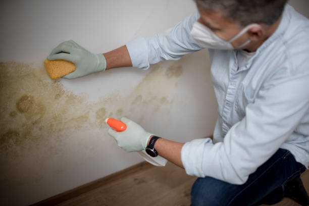 Best Crawl Space Mold Removal  in Gray, LA