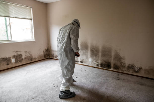 Best Toxic Mold Removal  in Gray, LA