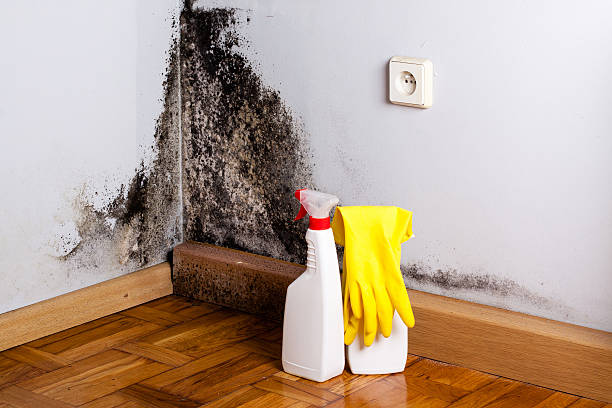 Best Toxic Mold Removal  in Gray, LA