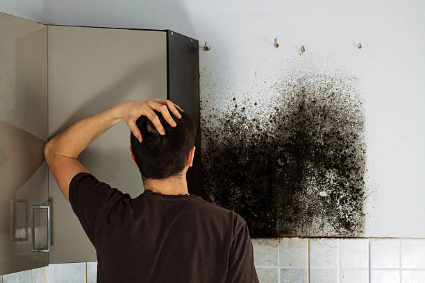 Best Commercial Mold Removal  in Gray, LA