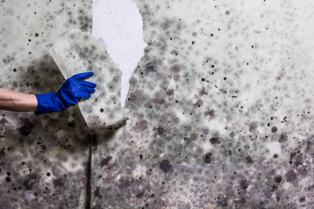 Crawl Space Mold Removal in Gray, LA