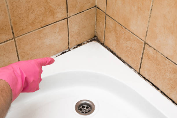 Best Attic Mold Removal  in Gray, LA